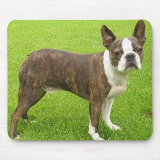 Terrier stehendes Mousepad Browns Boston (Vorne)