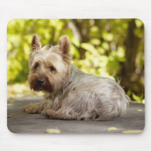 Terrier USA, Colorado, Yorkshire, der sich hinlegt Mousepad