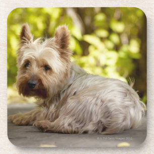 Terrier USA, Colorado, Yorkshire, der sich hinlegt Untersetzer