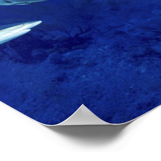 Terrors of the Deep Poster (Ecke)