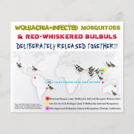 Test Culex & Birds 2-seitige Flyer von RoseWrites (Hinten)