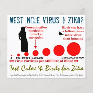 Test Culex & Birds 2-seitige Flyer von RoseWrites