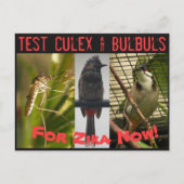 Test Culex & Bulbuls Postcard by RoseWrits Postkarte (Vorderseite)