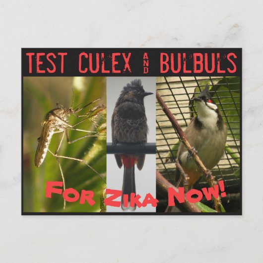 Test Culex & Bulbuls Postcard by RoseWrits Postkarte (Vorderseite)