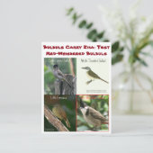Testen von Red-Whiskered Bulbuls von RoseWrites Postkarte (Stehend Vorderseite)