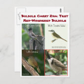 Testen von Red-Whiskered Bulbuls von RoseWrites Postkarte (Vorne/Hinten)