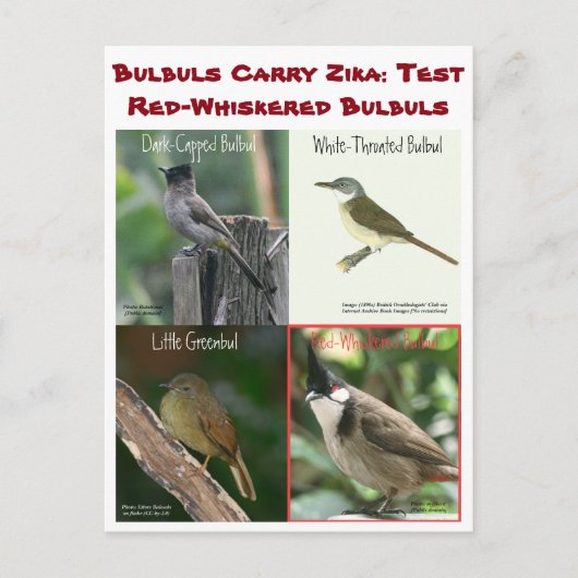 Testen von Red-Whiskered Bulbuls von RoseWrites Postkarte (Vorderseite)