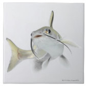 Tete Seewels (Hexanematichthys seemanni) 2 Fliese (Vorderseite)