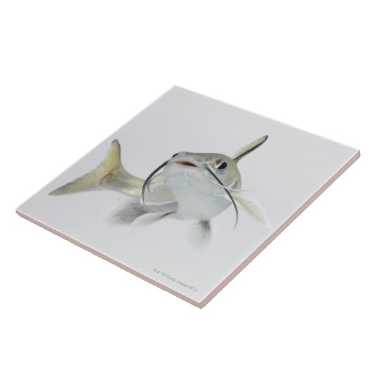 Tete Seewels (Hexanematichthys seemanni) 2 Fliese (Seite)