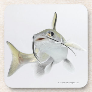 Tete Seewels (Hexanematichthys seemanni) 2 Getränkeuntersetzer