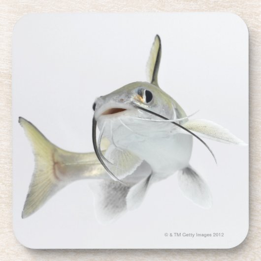 Tete Seewels (Hexanematichthys seemanni) 2 Getränkeuntersetzer (Vorderseite)