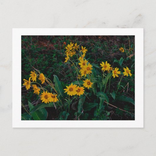 "Teton Balsamroot" Postkarte (Vorderseite)