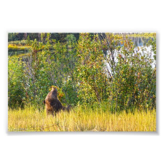 Teton Bear aß Berries, Wyoming Fotodruck (Vorne)