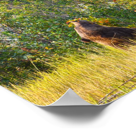 Teton Bear aß Berries, Wyoming Poster (Ecke)