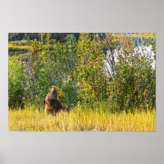 Teton Bear aß Berries, Wyoming Poster (Vorne)