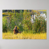 Teton Bear aß Berries, Wyoming Poster (Vorne)