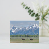 Teton Buffalo Postcard Postkarte (Stehend Vorderseite)