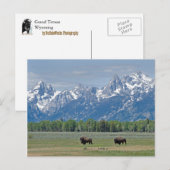 Teton Buffalo Postcard Postkarte (Vorne/Hinten)