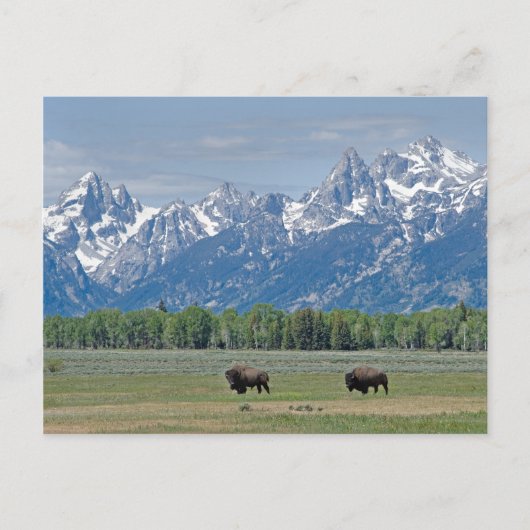 Teton Buffalo Postcard Postkarte (Vorderseite)
