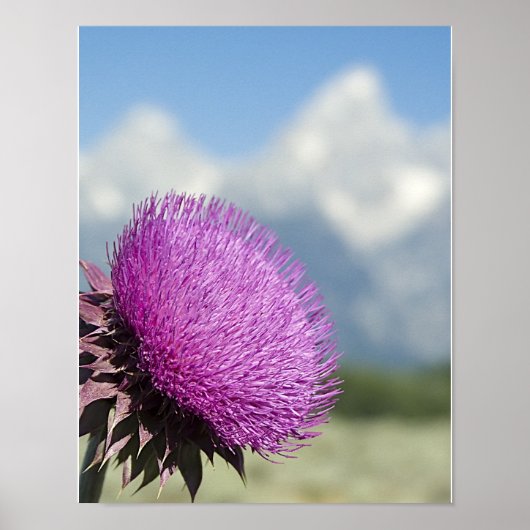 Tetons Thistle Poster (Vorne)
