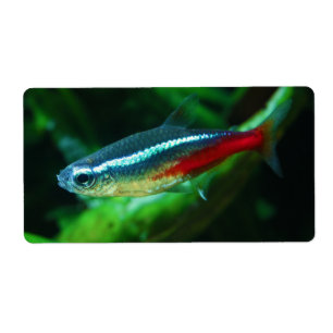Tetra- Fischeneonparacheirodon Innesi