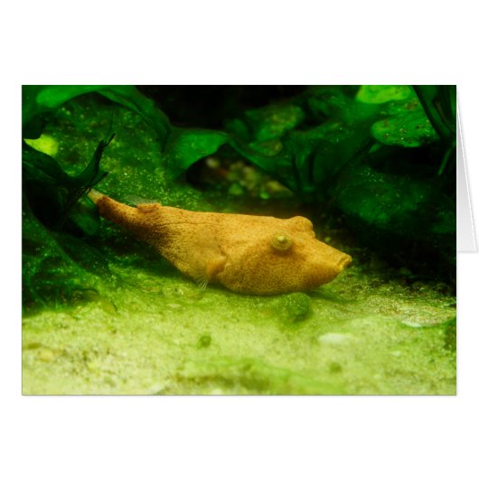 Tetraodon miurus (Vorderseite (Horizontal))