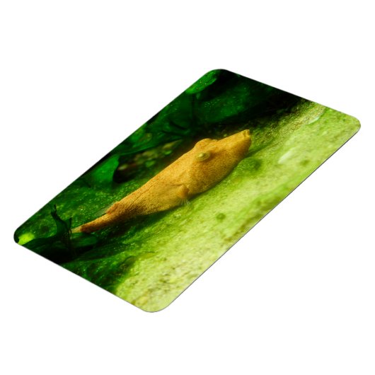 Tetraodon miurus magnet (Linke Seite)