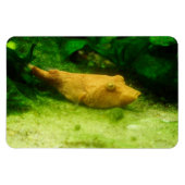 Tetraodon miurus magnet (Horizontal)