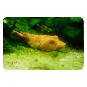 Tetraodon miurus magnet