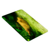 Tetraodon miurus magnet (Rechte Seite)