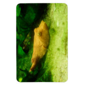 Tetraodon miurus magnet (Vertikal)