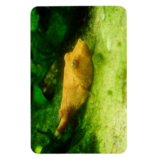 Tetraodon miurus magnet (Vertikal)