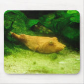 Tetraodon miurus mousepad (Vorne)