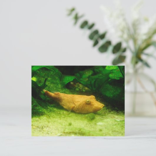 Tetraodon miurus postkarte (Stehend Vorderseite)
