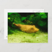 Tetraodon miurus postkarte (Vorne/Hinten)