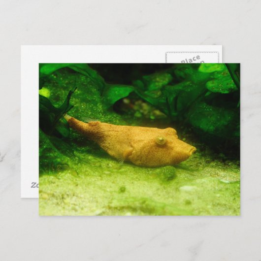 Tetraodon miurus postkarte (Vorne/Hinten)