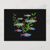Tetras Aquarium Neon Tetras Rummy Nose Tetras Fisc Postkarte (Vorderseite)