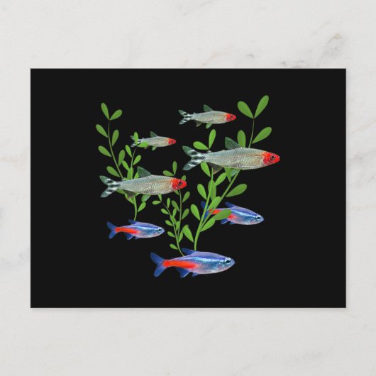 Tetras Aquarium Neon Tetras Rummy Nose Tetras Fisc Postkarte (Vorderseite)