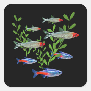 Tetras Aquarium Neon Tetras Rummy Nose Tetras Fisc Quadratischer Aufkleber