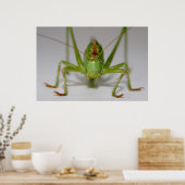 Tettigonia viridissima poster (Küche)