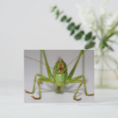Tettigonia viridissima postkarte (Stehend Vorderseite)