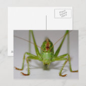 Tettigonia viridissima postkarte (Vorne/Hinten)