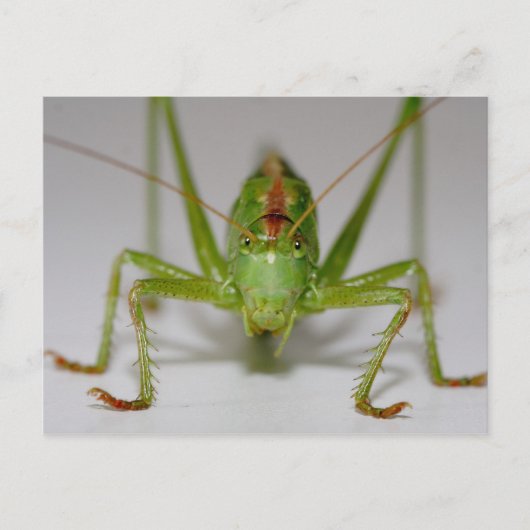 Tettigonia viridissima postkarte (Vorderseite)