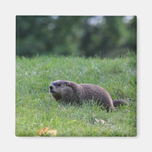 Teufel's Hole Digger Magnet (Vorne)