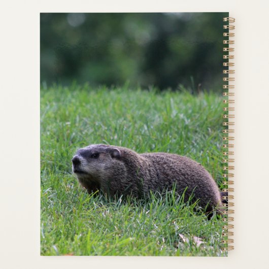 Teufel's Hole Digger Planer (Rückseite)