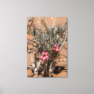 Teufelskrallenblumen nach Regen in einer Wüste Leinwanddruck