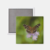 Texan Crescent Butterfly Magnet (Vorderseite/Rückseite)