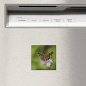 Texan Crescent Butterfly Magnet (In Situ (Geschirrspüler))