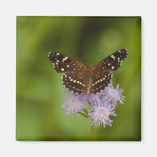 Texan Crescent Butterfly Magnet (Vorne)
