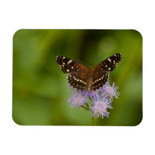 Texan Crescent Butterfly Magnet
